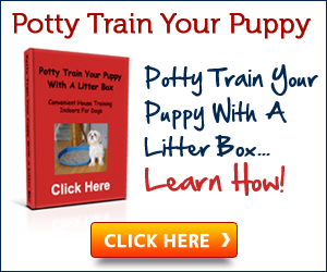 Dog Potty Training